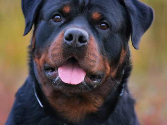 UM ROTTWEILER