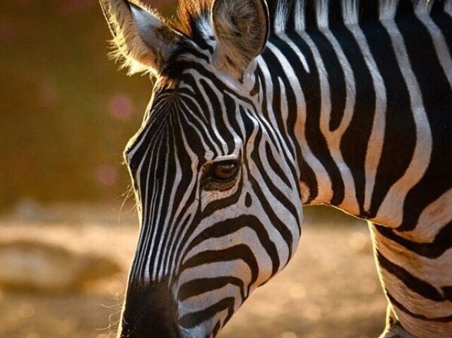 Zebra