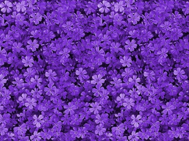 Roxo 🍇