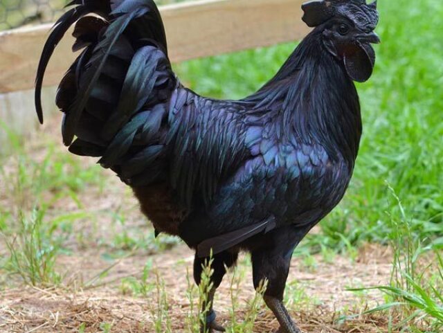 Galo Negro