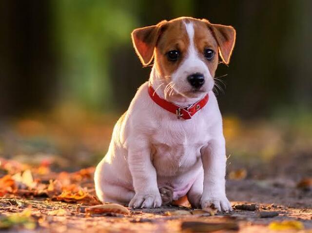 Eu tô em um sonho?! Olha esses olhinhos🥺🐾✨