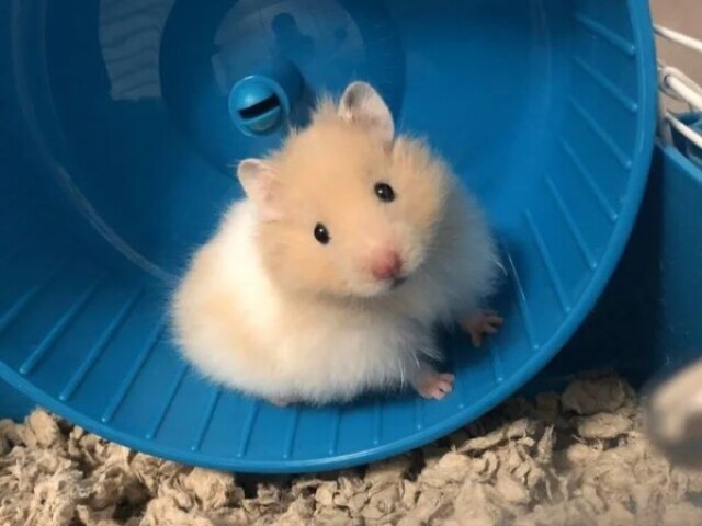 Hamster / Hamusutā / ハムスター 🐹