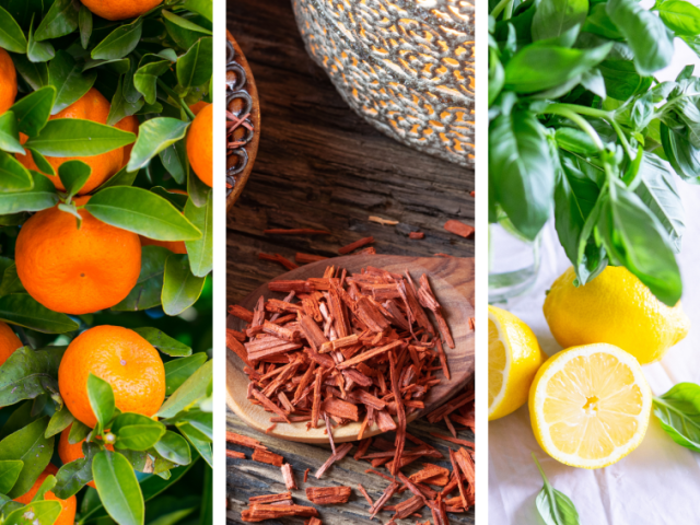 Seu aroma ideal inclui notas de... Laranja, Sândalo e Limão