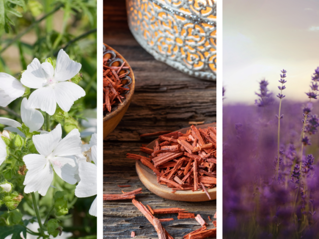 Seu aroma ideal inclui notas de... Musk, Sândalo e Lavanda