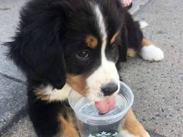Cachorros - Você conhece esses fofos? <3