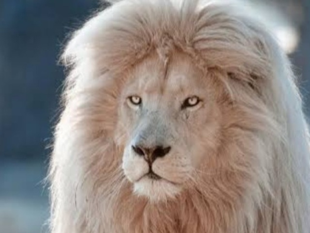 Leão 🦁