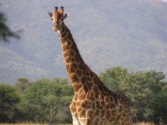 Girafa