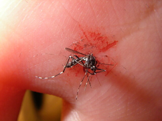Mosquito esmagado