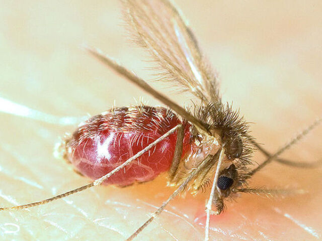 Mosquito palha