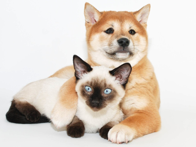 Você é Cachorro ou Gato?