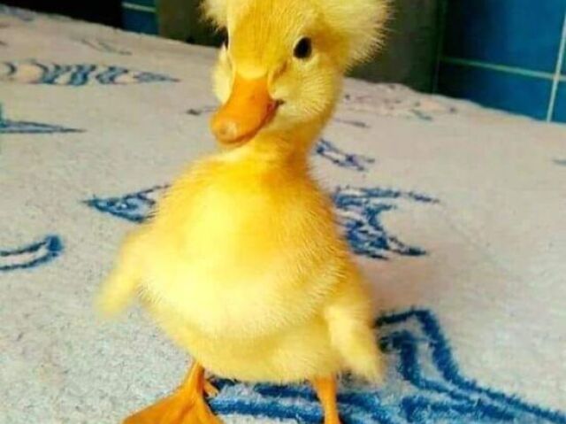 Qual animal você seria?