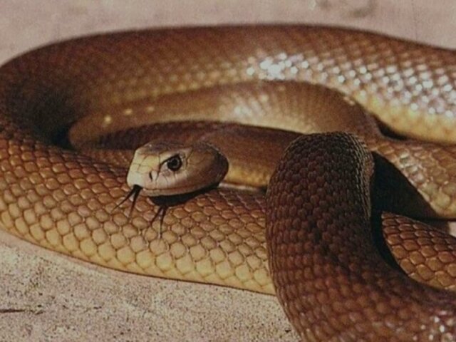 Cobra!