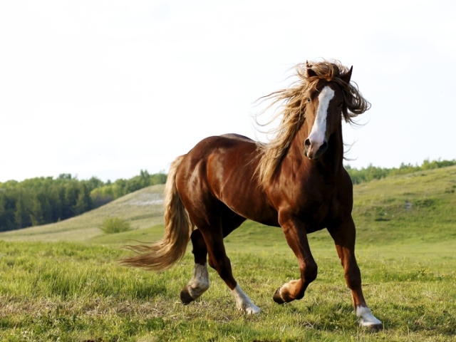 Cavalo!