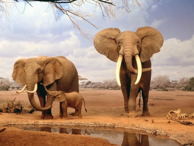 Elefante!