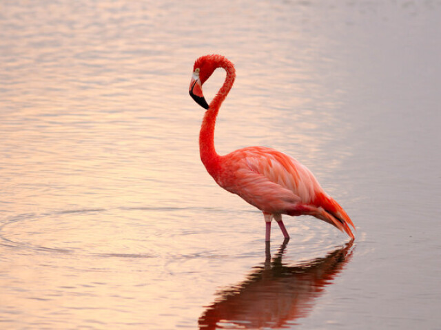 Flamingo!