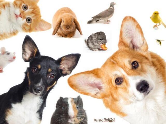 Qual animal domestico você é?