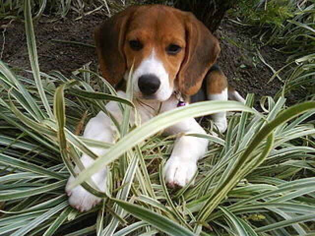 Cachorro