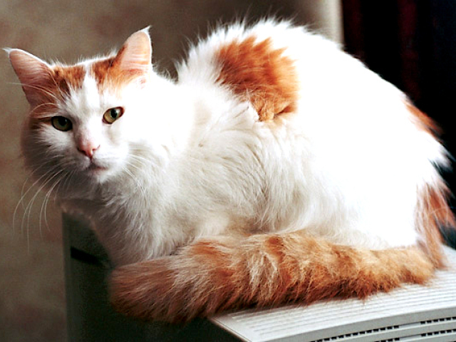 Gato