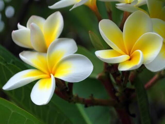 Plumeria !! <3