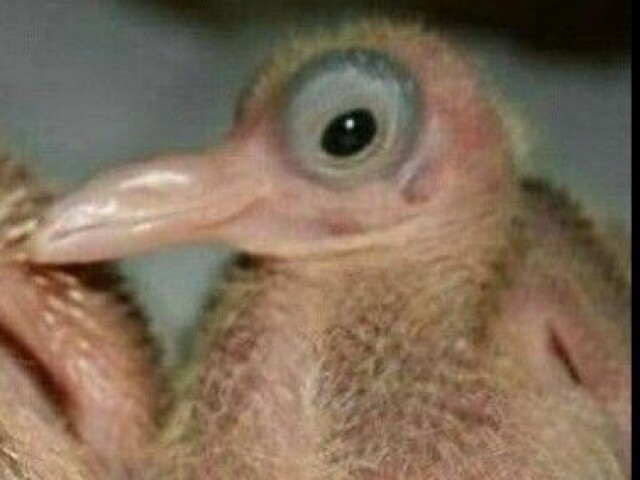 Calvo 😳😳 pru pru 🕊
De preferência que pareça com o sherek.
Que escute rock da galinha pitadinha
