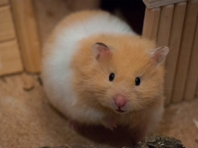 hamster