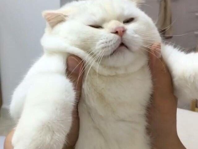 Gatinho(a)