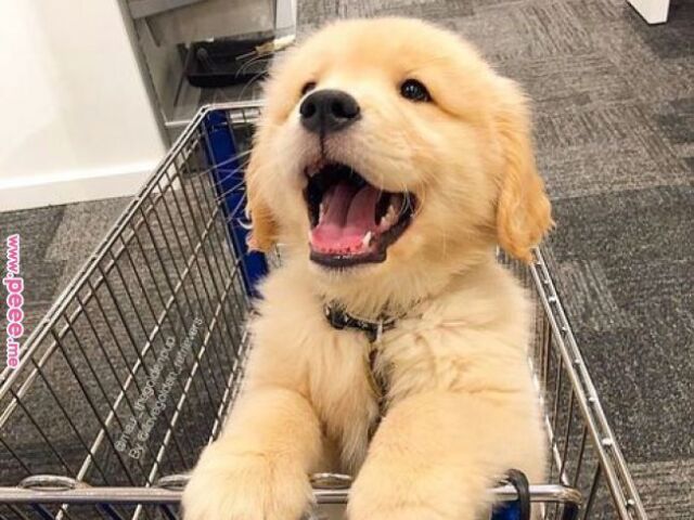 Cachorrinho(a)