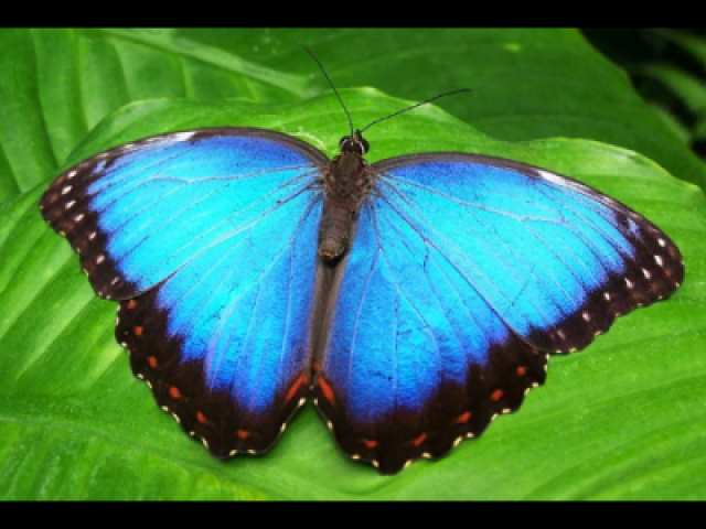 Borboleta