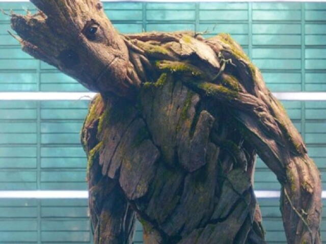Groot