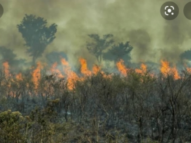 É o desmatamento da floresta em que ocorre a extinção.