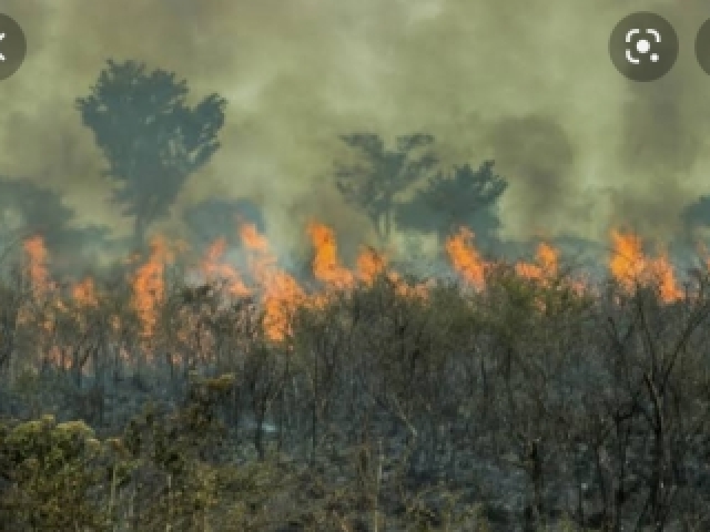 Porque seres humanos não cuidam e tiram o habitat deles da terra.