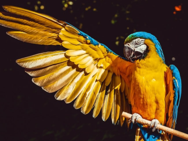 Qual animal você seria? :)