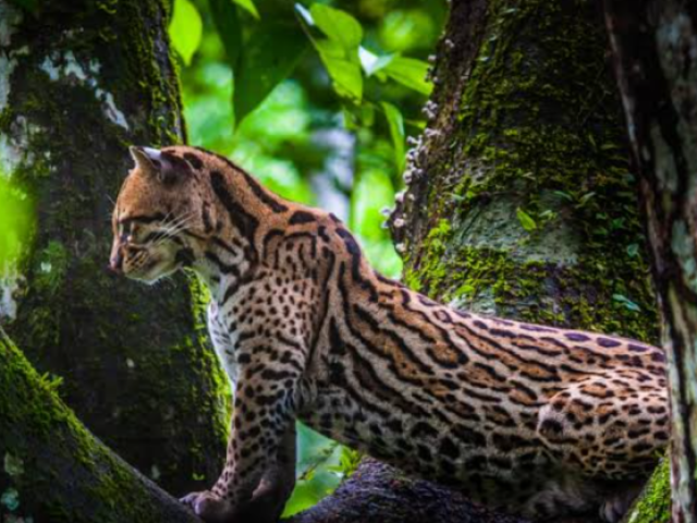 Jaguatirica