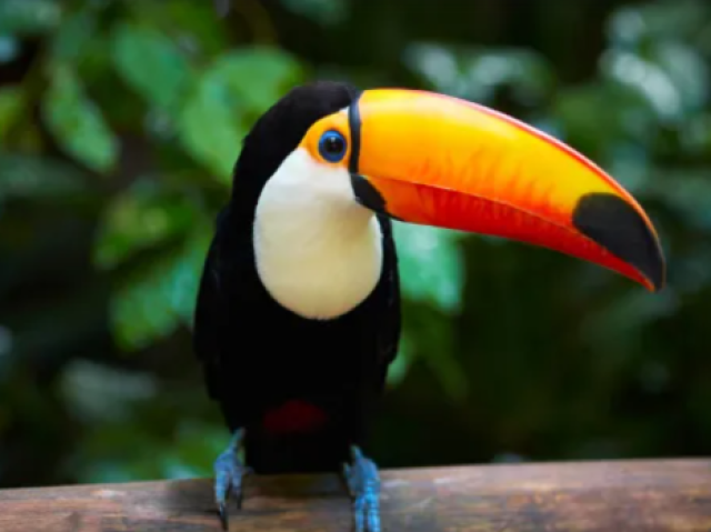 Tucano