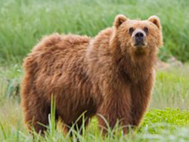 Urso
