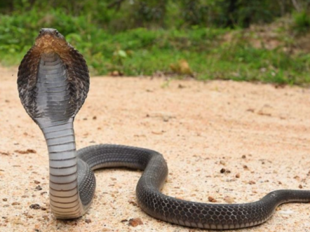 Cobra