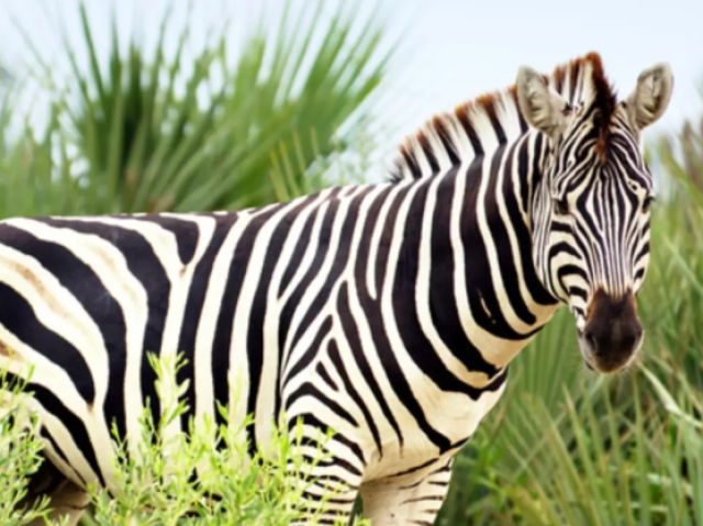 Zebra