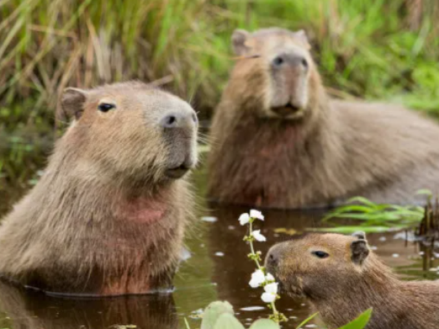 Capivara