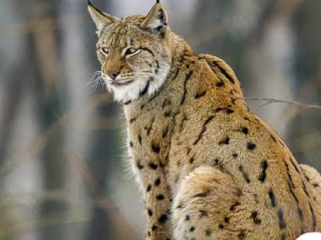 Lince