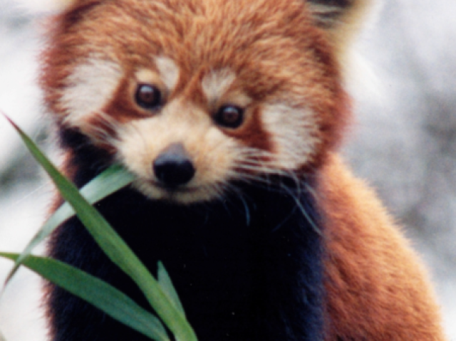 Panda vermelho