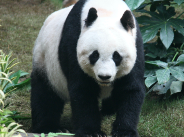 Panda
