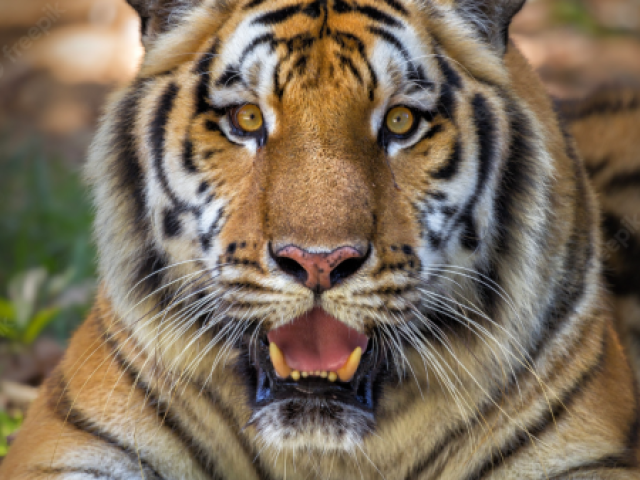 Tigre