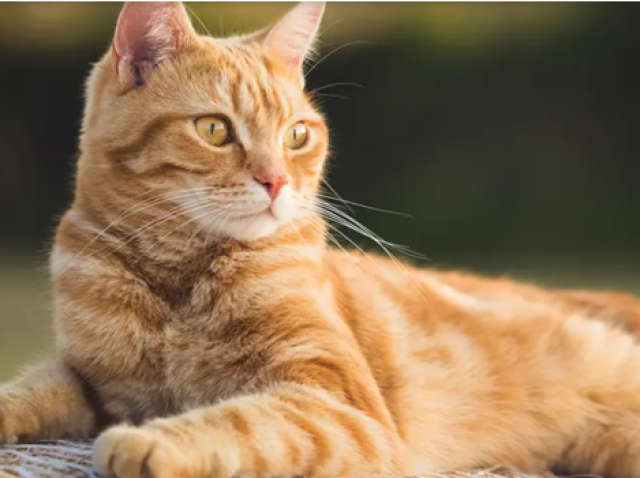 Gato