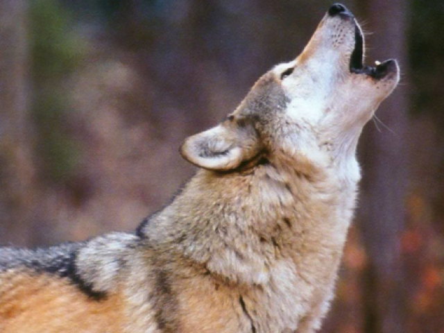 Lobo