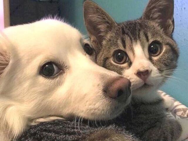 Você é um cão ou um gato?