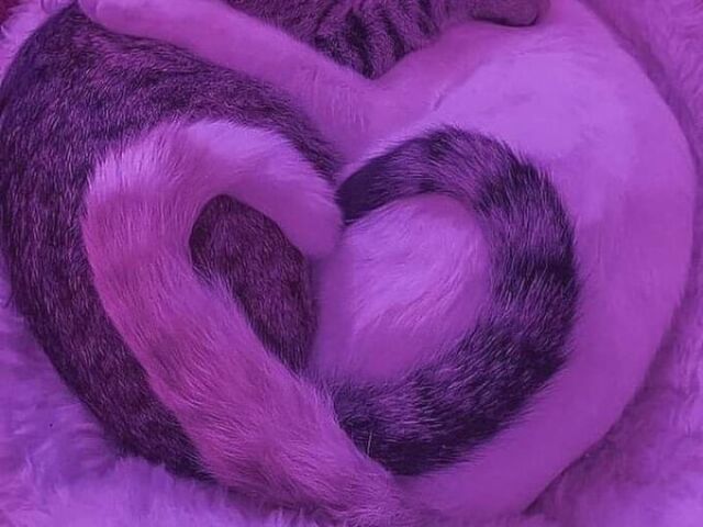 Gatinho<3