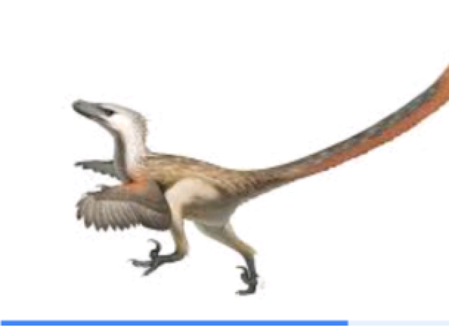 Velociraptor
