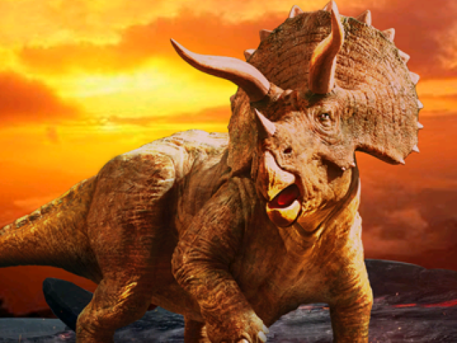 Triceratops