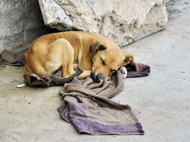 Perfeito!!! Meu cachorro vai sempre levar comida para as pessoas e todos gostam dele