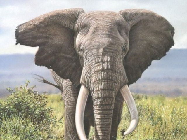 Elefante